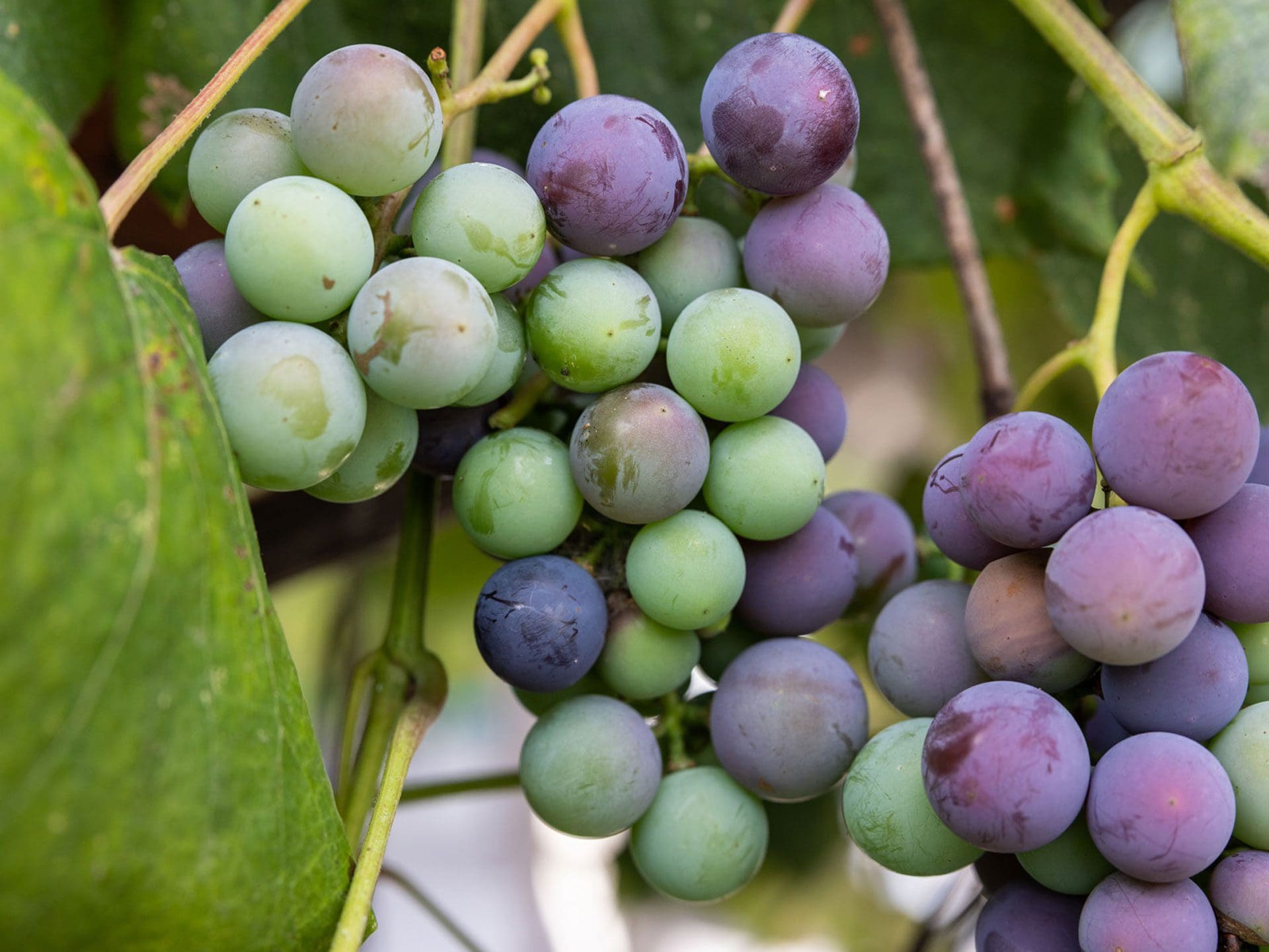 grapes